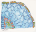 Pine Needle cross section