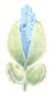 Himalayan Blue Poppy