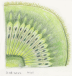 Kiwi cross section